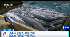  日本拟对15种海鱼限量捕捞！鰤鱼、真鲷等超8成海捕