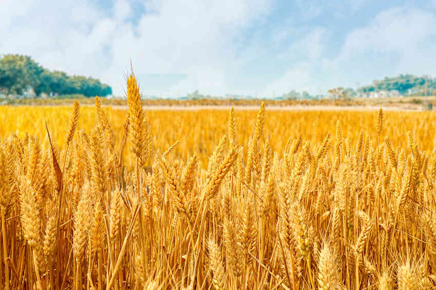 全世界粮食涨价潮，美国小麦创5年新高，玉米创14个月新高