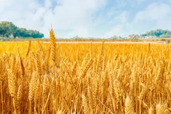  全世界粮食涨价潮，美国小麦创5年新高，玉米创14个