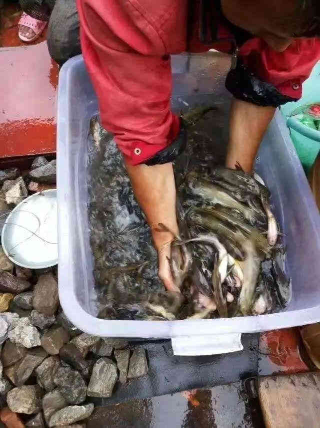  抓43人，公诉35人，涉案金额800万！四川宜宾破获特大非法捕捞水产品案！