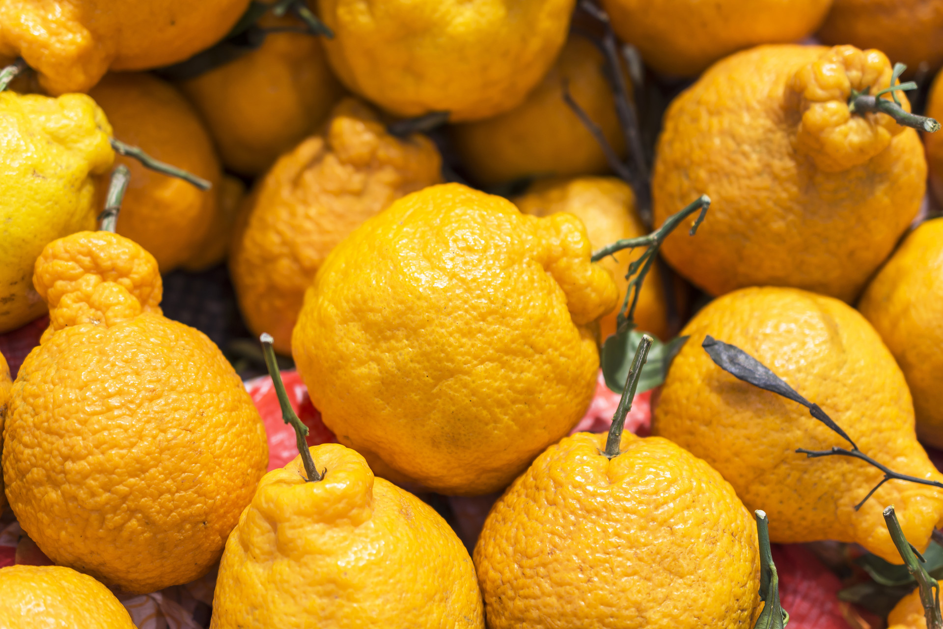 市面上丑橘一般多少钱一斤