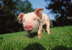  猪肉概念股迎“开门红”，春节猪肉价格或因供应增