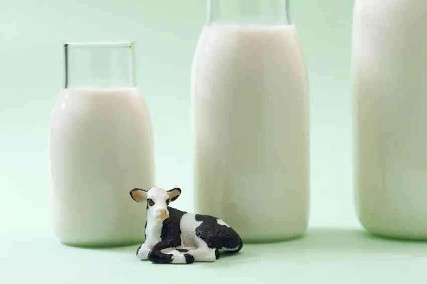  吞下“一只酸奶牛”，新乳业欲破解丛林法则