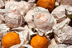 如何区分丑橘和粑粑柑呢？