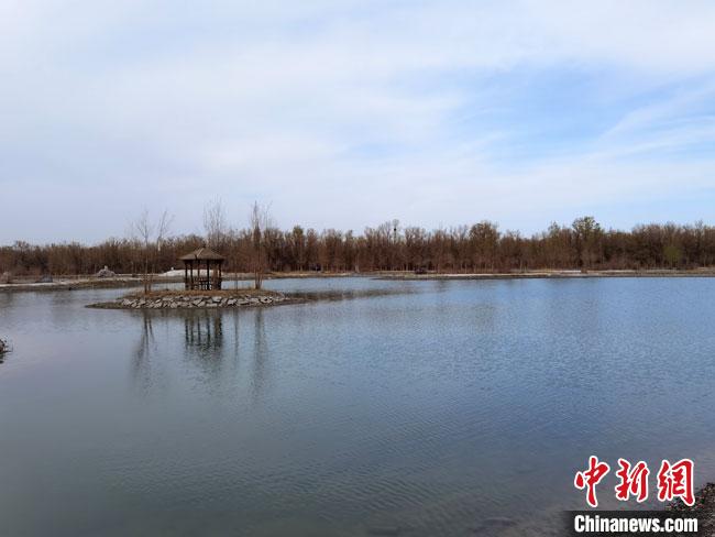 图为4月底，金塔胡杨林核心景区金波湖畔风光。　冯志军 摄