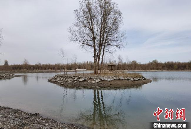 图为4月底，金塔胡杨林核心景区金波湖畔风光。　冯志军 摄