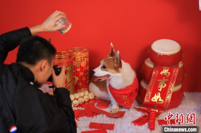 26岁的孙亮是重庆一家宠物摄影店的店主，他正在为宠物狗拍摄写真。　梁钦卿 摄