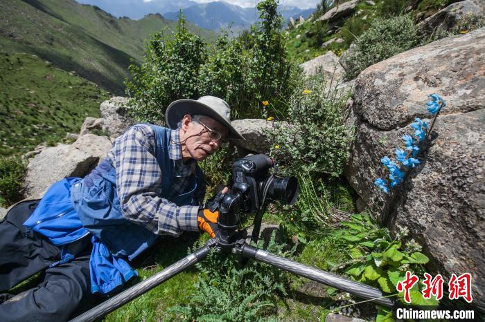图为西藏旅游部门推出生态研学旅游产品，游客体验寻访高原珍贵植物绿绒蒿。　西藏自治区专项旅游协会供图
