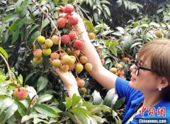 千年荔乡广西钦州开启“甜蜜”夏季 预计产荔枝近40万吨
