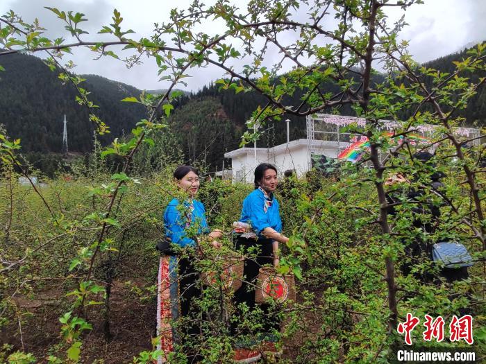 图为藏雪茶采摘现场。　班玛县委宣传部 供图