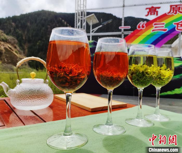 图为藏雪茶品种不同，泡出的颜色也不同。　班玛县委宣传部 供图